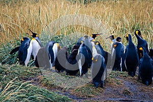 Big King Penguins Colony in the Parque Pinguino Rey