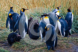 Big King Penguins Colony in the Parque Pinguino Rey