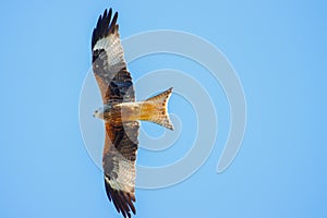 A big kite flies in the blue sky