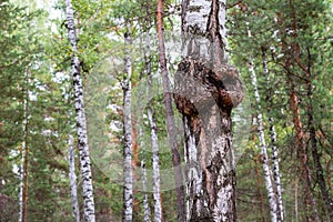 Big knot on birch, birch burl on the tree background in the woods