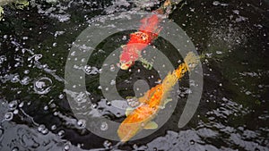 Big koi fish in pond, red and golden colorful carp fish