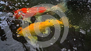 Big koi fish in pond, red and golden colorful carp fish