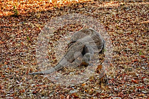 Big komodo dragon wandering at rinca island