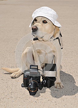 Big Labrador Retriever dog with digital camera and flash speedlight sitting on the ground and wearing bucket hat during