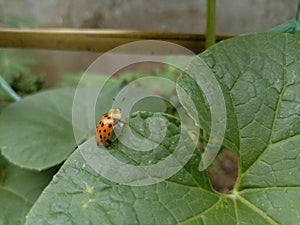 Big Ladybug queen orange insect