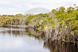 Big Lagoon Creek - Bay of Fires