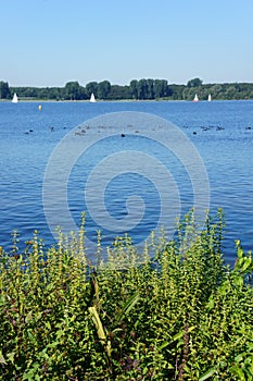 Big lake in Rotterdam