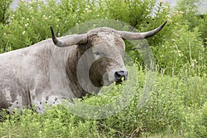 Big lazy wild Texas longhorn