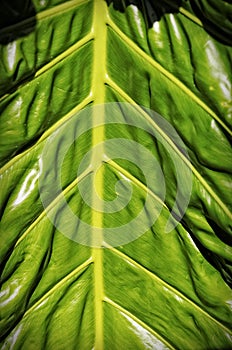 Big leaf background