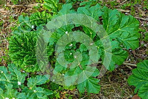 Big leaf of Heracleum sosnowskyi cow-parsnip in Caucasus forest. Nature background