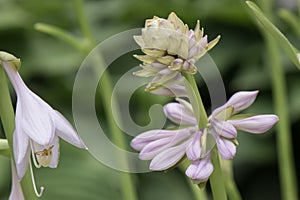 Big leaf lily Hosta Empress Wu, buds in close-up