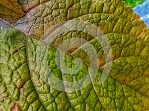 Big leaf with pores in the afternoon