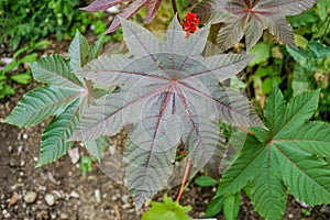 Big leaf of Ricinus communis, the castor oil plant from spurge family, Euphorbiaceae