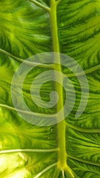 Big Leaf of Rootcrop Plant