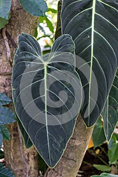 Big leaf of sausage tree, kigelia africana bignoniaceae