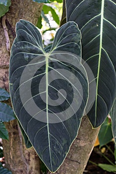 Big leaf of sausage tree, kigelia africana bignoniaceae