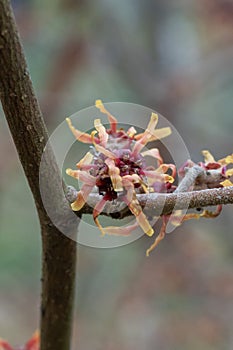 Big-leaf Witchhazel Hamamelis Ovalis maroon-red fringed flowers in close-up