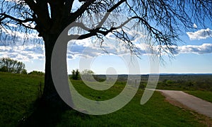 Big leafless tree on a grassy hill near pathway with a blue cloudy sky in the background