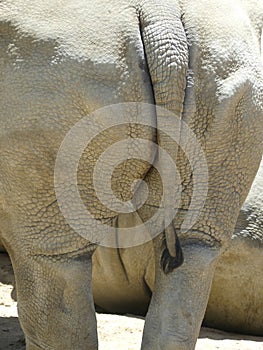 Big Leathery Rhinocereous Backside