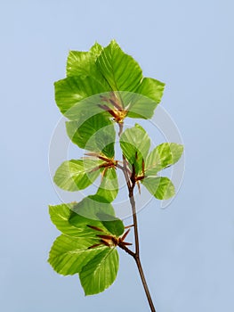 Big leaves on a branch on a warm summers day with copyspace. Seasonal growth encourages change and symbolises photo