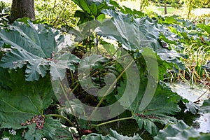 Big leaves of gunnera manicata