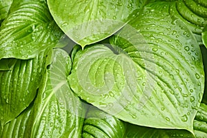 Big leaves of Hosta with water drops