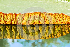 Big leaves of victoria waterlily float on water.