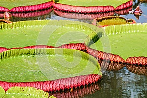 Big leaves of victoria waterlily float on water.