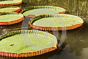 Big leaves of victoria waterlily float on water.