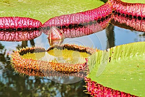 Big leaves of victoria waterlily float on water.