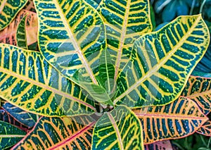 Big leaves with yellow veins or nerves. Water droplets on a fresh leaf