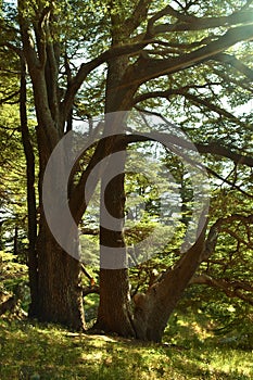 big lebanese cedars Cedrus Libani in remnant cedar forest in Lebanon