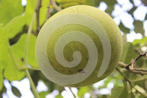Big Lemon fruits Bangladesh Fruits