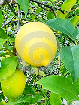 LimÃÂ³n en limonero photo