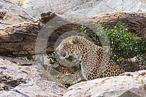 Big Leopard in attacking position