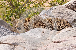 Big Leopard in attacking position