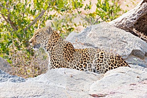 Big Leopard in attacking position