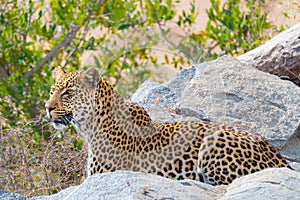 Big Leopard in attacking position