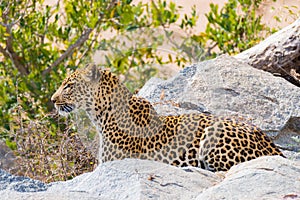 Big Leopard in attacking position