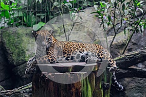 Big Leopard Paw resting on top of a wood table
