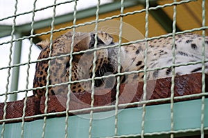 Big leopard sleeps in the cage