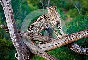 Big leopard
