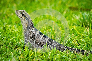 Big lezard in Brisbane in a park in Australia