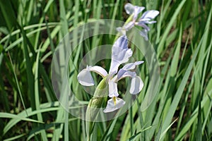Big light violet flower of iris in spring