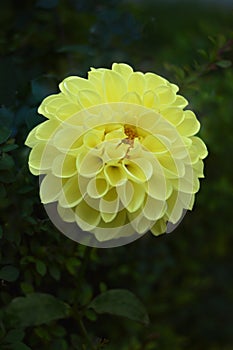 Big light yellow flower - dahlia. Green leaves in the bakground