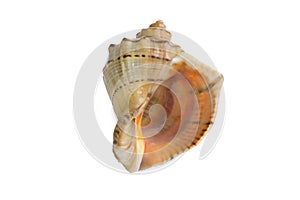 Big light yellow orange gastropod seashell close-up on white background