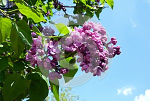 Big lilac branch of blooming flowers against the bright blue spring sky on a sunny day, seasonal background, horizontal