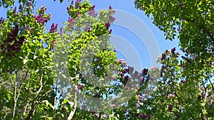 Big lilac bush in spring, beautiful lilac blooming