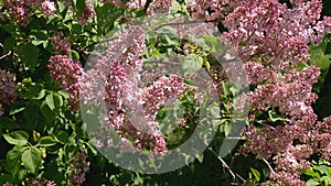 Big lilac bush in spring, beautiful lilac blooming