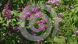 Big lilac bush in spring, beautiful lilac blooming